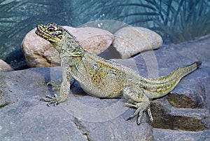 Zoology, reptile photo