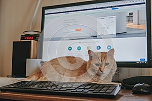 Zoom app for video communications, cloud platform conferencing, chat, and webinars. Open Zoom website page on home PC and cat on