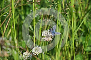 Zoom on a blue butterfly ib Brembo park