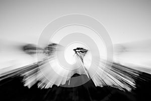 Zoom blur magical effect long exposure in Quiver Tree Forest