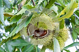 Zoom chestnut on tree in bug with spiciness.