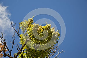 Zoom on a Chestnuts tree in the blue sky