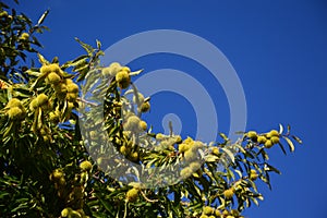 Zoom on a Chestnuts tree in the blue sky