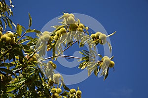 Zoom on a Chestnuts tree in the blue sky