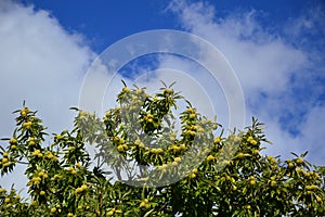 Zoom on a Chestnuts tree in the blue sky