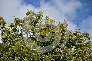 Zoom on a Chestnuts tree in the blue sky