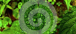 Zoom closeup view angle, green leaf waterdrops