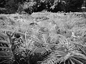 Zoom on coniferous plants in black and white