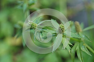 Zoom in culantro flower.