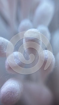 zoom effect cotton wool