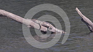 zoom in on a freshwater crocodile on a log at katherine gorge