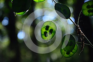 Zoom on a green Lunaria plante