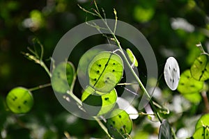 Zoom on a green Lunaria plante