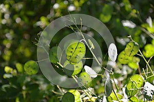 Zoom on a green Lunaria plante