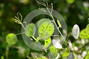 Zoom on a green Lunaria plante