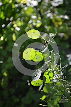 Zoom on a green Lunaria plante