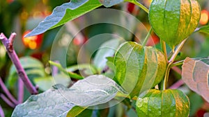 Zoom in on a green physalis