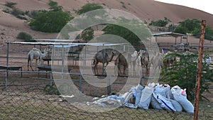 Zoom in of a group of camels eating hay in a camel farm in Ras al Khaimah, UAE