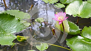 Zoom in honey bee flying collecting pollen in deep of blooming purple water lily captured at a lotus pond in Thailand. Lotus flow