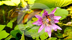 Zoom in honey bee flying collecting pollen in deep of blooming purple water lily captured at a lotus pond in Thailand. Lotus flow