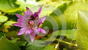 Zoom in honey bee flying collecting pollen in deep of blooming purple water lily captured at a lotus pond in Thailand. Lotus flow