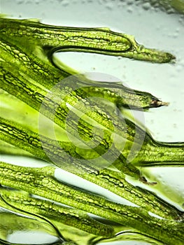 zoom micro organism algae cell