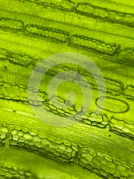 zoom micro organism algae cell