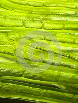 zoom micro organism algae cell