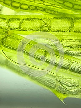 zoom micro organism algae cell