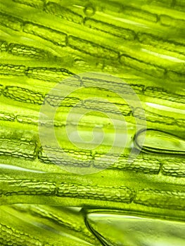 zoom micro organism algae cell