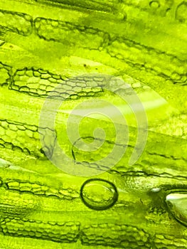 zoom micro organism algae cell