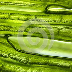 zoom micro organism algae cell