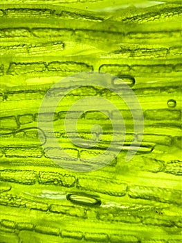 zoom micro organism algae cell