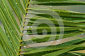 Zoom into nature's beauty in this close-up photo: a palm leaf with raindrops.