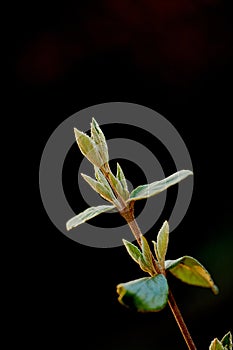 Zoom in on organic flowers growing, maturing and budding in season. Details of green arrowwood plant. Closeup of a