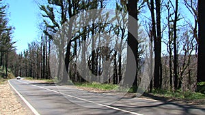 Zoom-out burned tree,Dandenong ranges,Australia