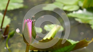 Zoom out honey bee flying collecting pollen in deep of blooming purple water lily captured at a lotus pond in Thailand. Lotus flo