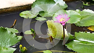 Zoom out honey bee flying collecting pollen in deep of blooming purple water lily captured at a lotus pond in Thailand. Lotus flo