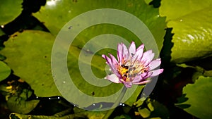 Zoom out honey bee flying collecting pollen in deep of blooming purple water lily captured at a lotus pond in Thailand. Lotus flo