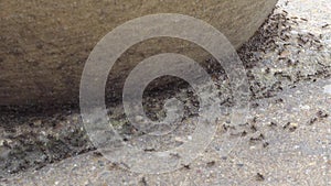 Zoom out time lapse of a swarm of black ants, lasius niger, on a garden patio