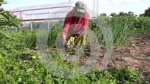 Zoom out of woman weed onion bed with hoe in vegetable garden