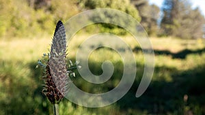 Zoom on the plantain