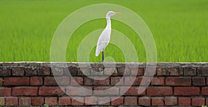 Zoom in shot of a Heron standing on a wall and Crop fields behind.