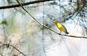 Zoom shot of a hummingbird while resting on tree stem looking for flower food