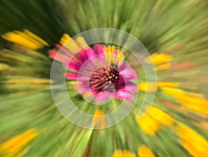 Zoom shot of a ping flower