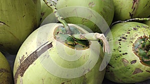 Zoom in some fresh green young coconuts?