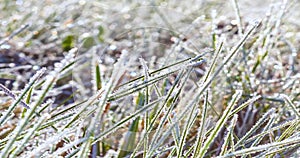 Zoom in timelapse of frost on grass melting in the morning sunlight
