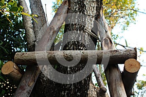 Zoom to another perspective of Crutches to help support large trees