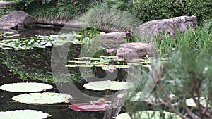 Zoom in towards waterlilies in the pond of a landscaped Japanese garden in Australia.