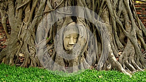 Zoom in video shot of Ayutthaya Buddha Head statue with trapped in Bodhi Tree roots at Wat Maha That Ayutthaya. Ayutthaya histor